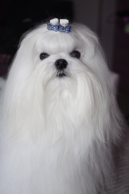 Multi CH Amazing Star Diamond Shine