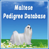 maltese pedigree database banner