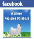 maltese pedigree database on facebook