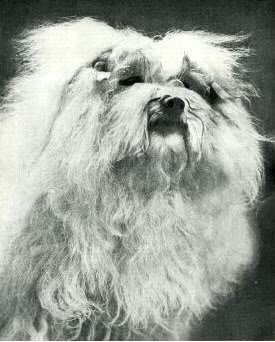 maltese CH Eng Harlingen Snowman 1926