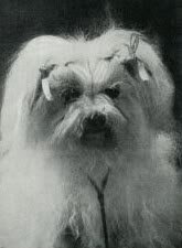 Harlingen Lily and a head study