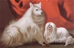 maltese Maltese and pomeranian