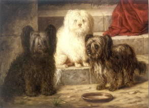 Maltese Skye and Cairn Terriers Valde Marirminger 1873