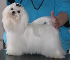maltese Maltese today